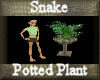 [my]Snake Potted Plant