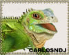 Iguana Lizard v1