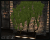 [OB] Premo plant tree