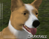 Border Collie No Bark