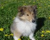 Collie Pup