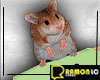 Hamster MaleVer Pet
