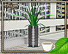 Aloe Plant Can 1