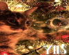 YIIS | Cat Xmas BG