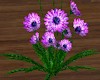 (LA) Purple Flowers