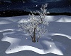 Winter tree (NP)