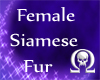 Siamese Cat Fur (F)