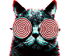 Crazy Cat