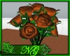 Black Orange Dozen Roses