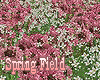 SM@Spring Field