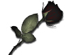 Gothic Black Rose