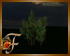 F: Tree