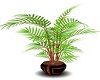 {C.C.} Potted Plant