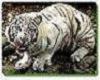 white tiger