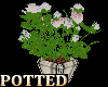Potted Roses for Clubs