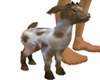 Brocks Pygmy Goat Pet