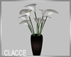 C white lillies