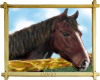 COCO Horse picture