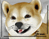 SHIBA DOG PET