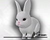 Buuny Rabbit  F/M PETS