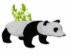 NURSERY PANDA PLANT