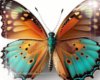 Butterfly Exotic