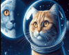 Space Cats
