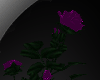 !! Purple Desire Roses