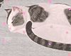 L. e Sleeping Cat e