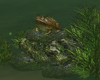 Pond Frog on Rocks