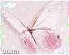 Butterfly White