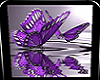 Purple Butterfly Picture