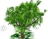 Green Blossum Tree