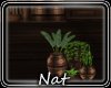 NT Country Vases