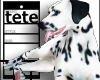 🔌 Dog Dalmatian
