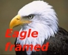 Eagle picture framed