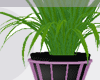 (D)Neon Plant