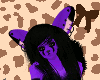 Hime V2 Kini {SW}