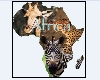 African Wildlife