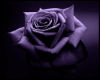 TL Purple Rose Picture 