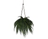 Exotic Hanging Plant