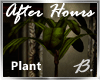*B* After Hours Plant 2