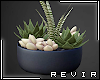R║ Mixed Succulents