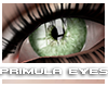 [V4NY] Primula Eyes 05