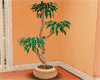 Ch. terracotta~pot~palm