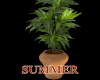 ~C~SUMMER BREEZE PLANT