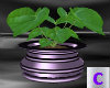 Purple Infuion Pot Plant