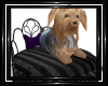 !T! Pets | Yorkie Bed