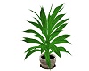 LL~WOOD LOUNGE PLANT