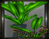 [B]der lost resort plant
